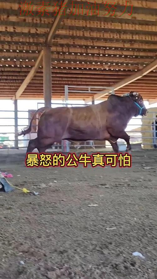 公牛进攻升级压力陡增